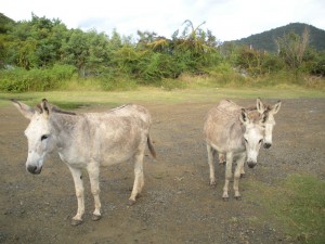 Beware the feral donkey, and their do-do.  