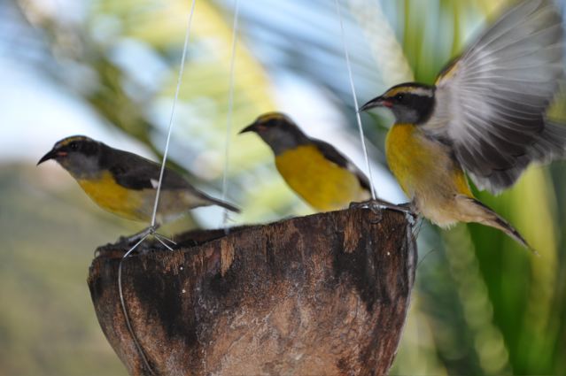 3-little-bananaquits