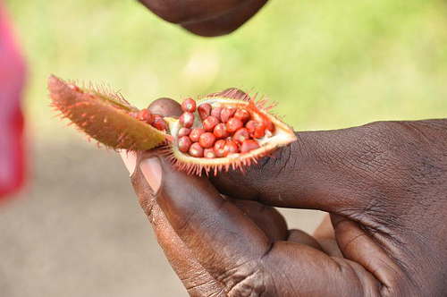 These seeds served as "war paint" for the Carib indians.