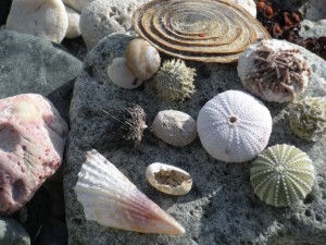 shells