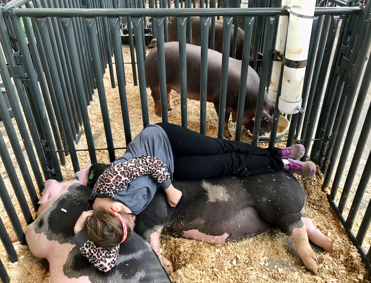 This fine young 4H farmgirl has had enough of the fair action…Just ask her pigs!