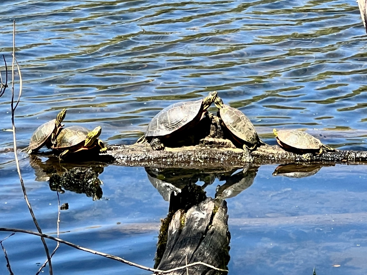 Four painted turtles basking in the sun on a log